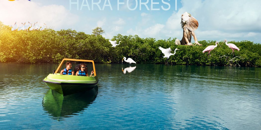 hara-mangrove-forest-qeshmvisit