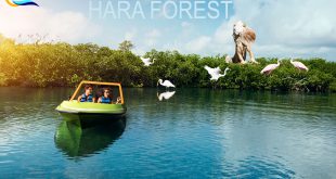 hara-mangrove-forest-qeshmvisit