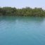 Qeshm mangrove fores