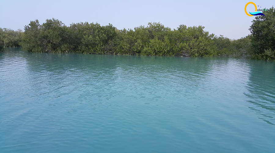 Qeshm mangrove fores