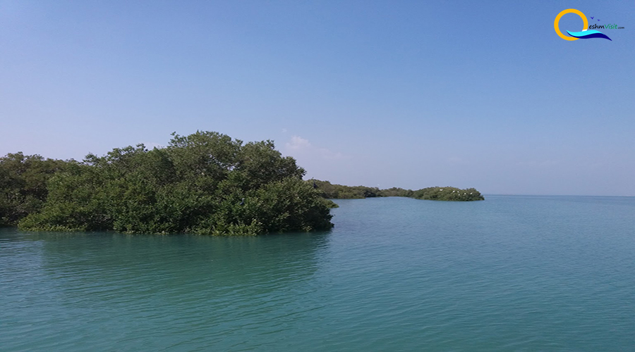 Qeshm-mangrove-forest